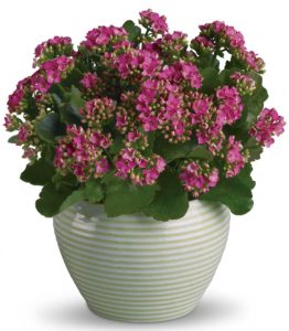 Kalanchoe plant with pink flowers