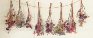 Dried Flowers Hanging Upside Down