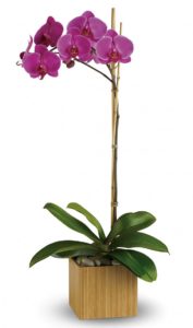 lavender phalaenopsis orchid