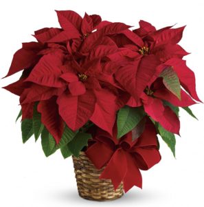 Red Poinsettia with Bow