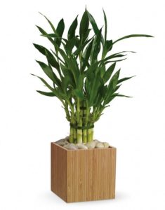 Delivered in an exclusive natural bamboo cube, it's all about being good to the earth, and being good to each other.