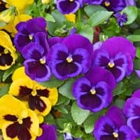 yellow and purple Pansies
