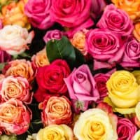 Roses of different colors