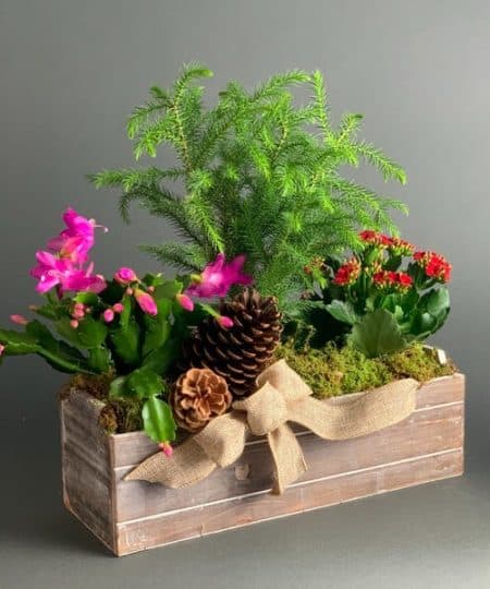A trio of plants for your loved one, for a special holiday treat, or any day! Includes mixed color, blooming interior holiday plants such as kalanchoe, holiday cactus, or pine. 