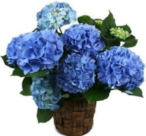 A timeless classic, the blue hydrangea is the perfect way to say "Happy Anything!" Plus, any one would love the blue hydrangea plant. So go ahead and plant one on someone who deserves some special treatment.