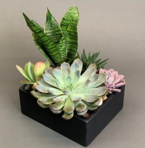 Succulents with small snake plant