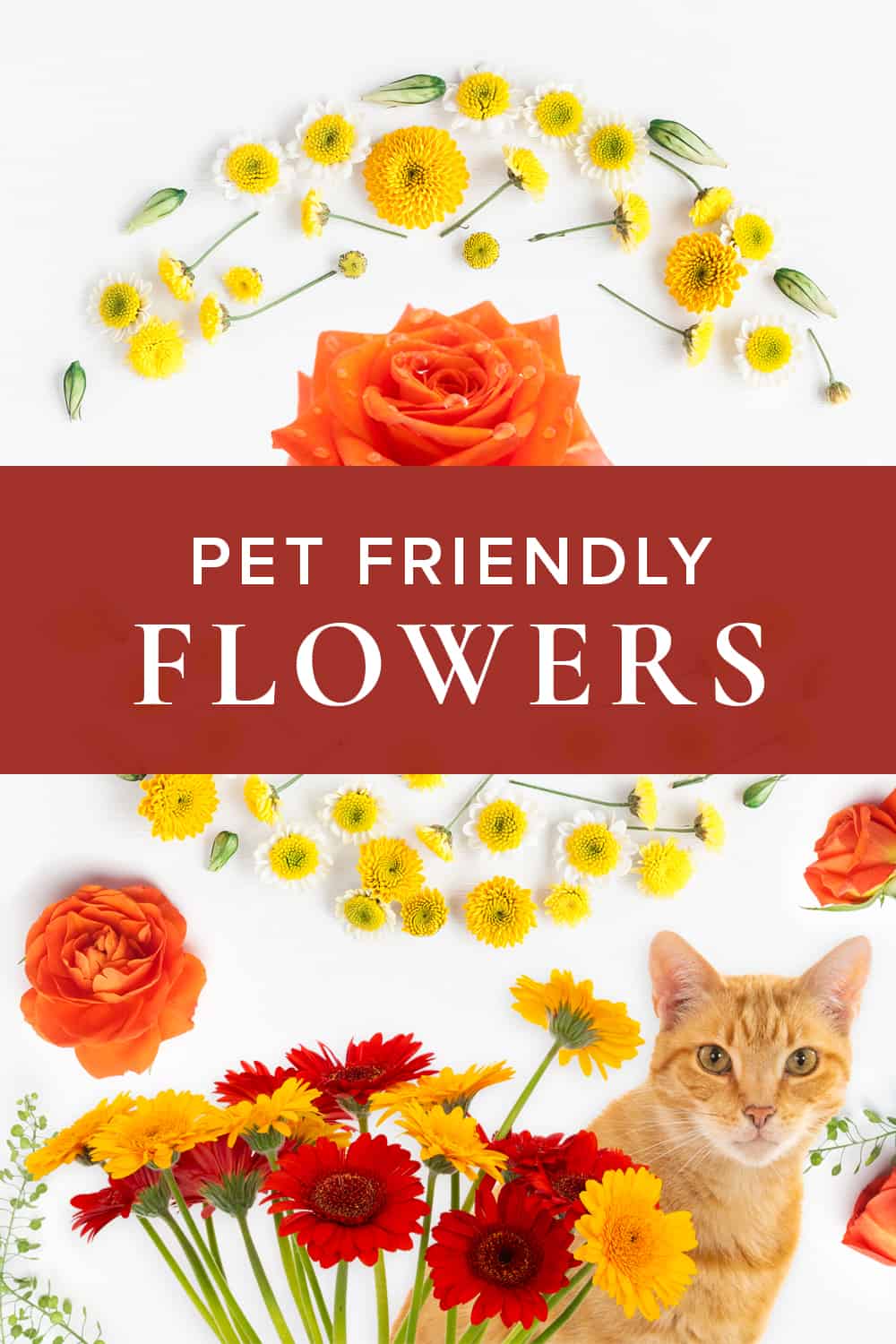 10 Plants & Flowers that Are Harmless to Pets WildFlower WildFlower