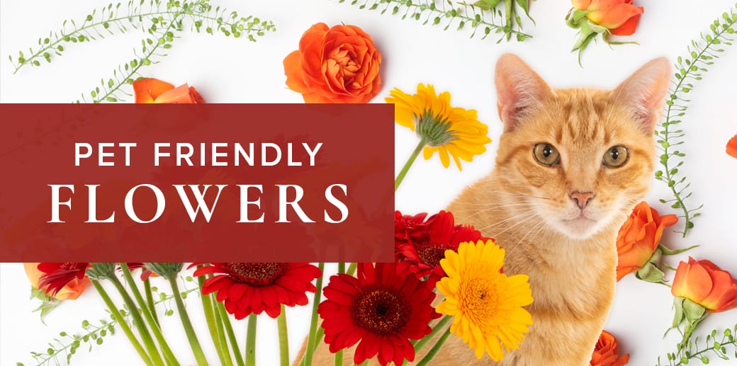 8 Pretty Flowers That are Toxic to Pets- JUST RAW PET FOOD – Just